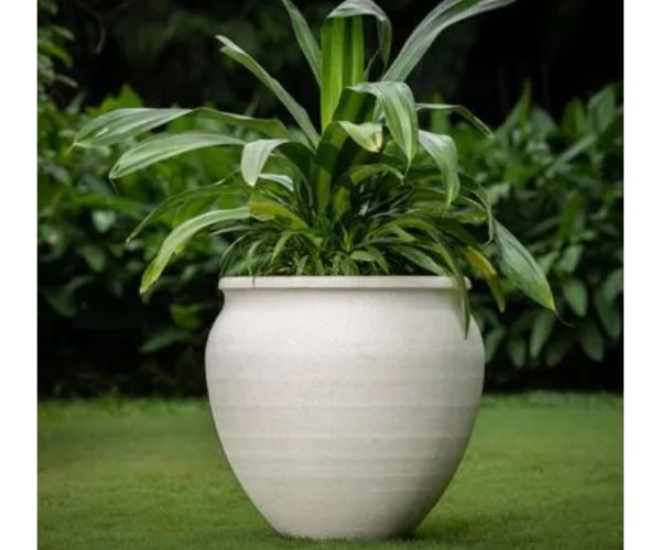 نباتات مزروعة اسمنتية للحدائق