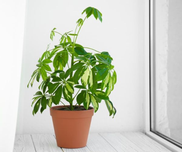 أنواع من الاشجار المنزلية