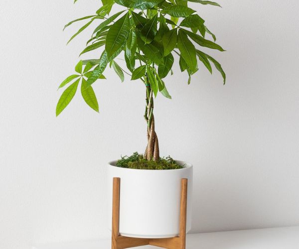 أنواع من الاشجار المنزلية