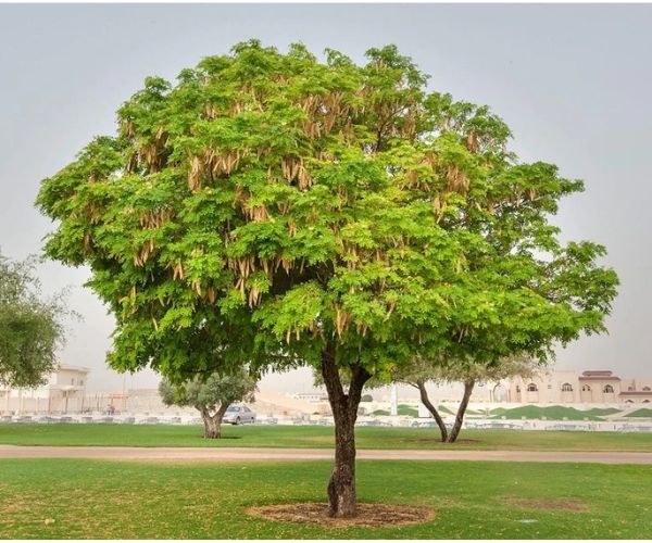 أشجار الظل للمنازل في السعودية