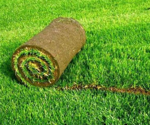 الفرق بين العشب الطبيعي والصناعي