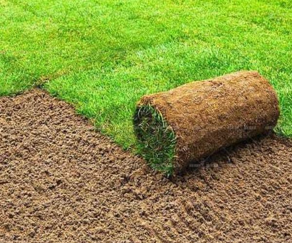 الفرق بين العشب الطبيعي والصناعي