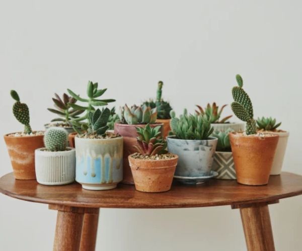 كيفية العناية بالنباتات المنزلية