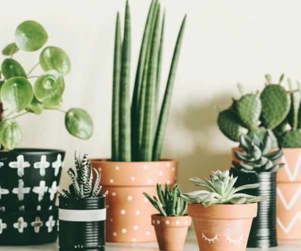 كيفية العناية بالنباتات المنزلية