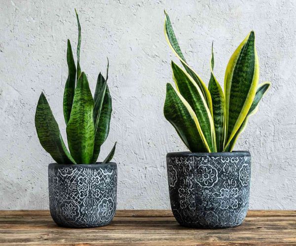 أنواع النباتات المنزلية الداخلية