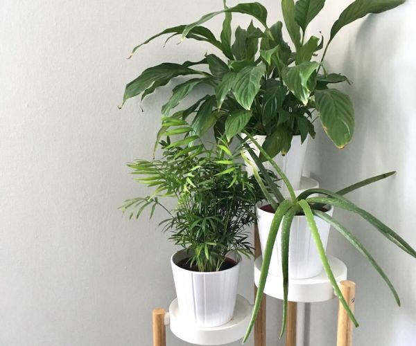 نباتات تتحمل حر الرياض