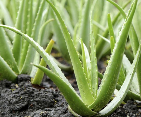 نباتات تتحمل حر الرياض