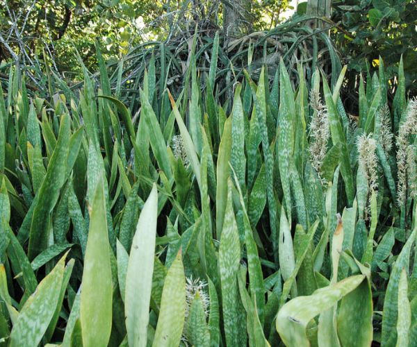 نباتات طاردة للثعابين