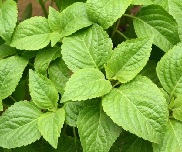 نباتات طاردة للثعابين