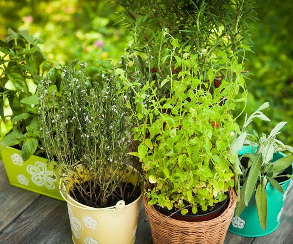 نباتات عطرية تزرع في الحديقة المنزلية