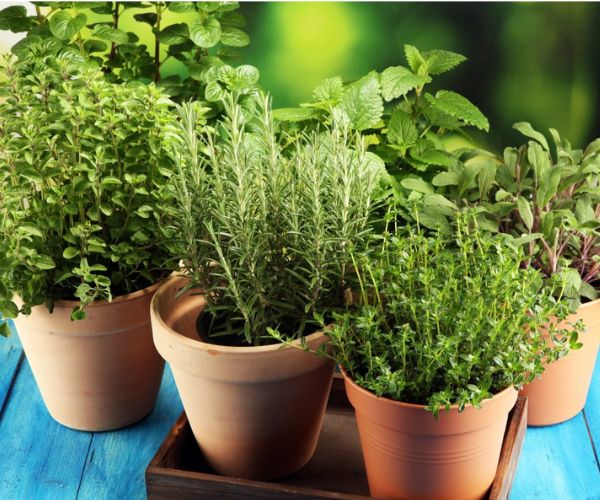 نباتات عطرية تزرع في الحديقة المنزلية