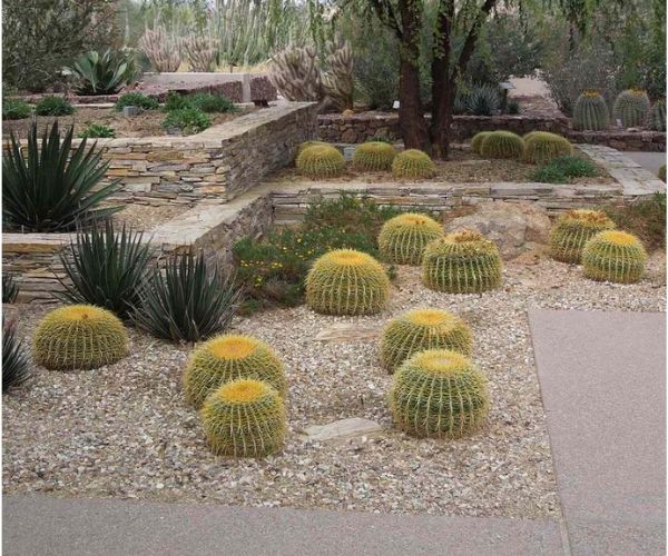 تنسيق حدائق صحراوية