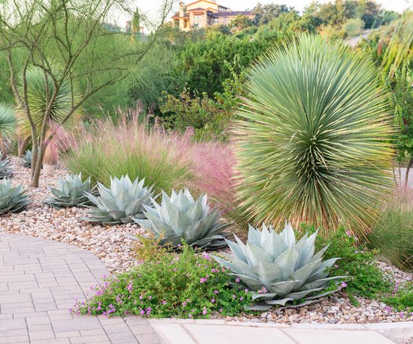 تنسيق حدائق صحراوية