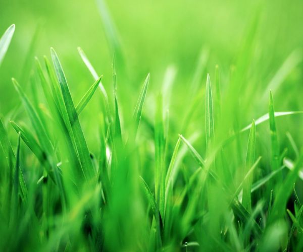 وقت لزراعة النجيل الطبيعي (الثيل) 