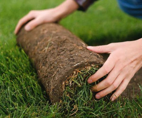 وقت لزراعة النجيل الطبيعي (الثيل) 