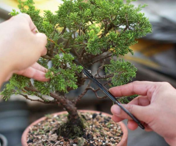 العناية بالاشجار المنزلية