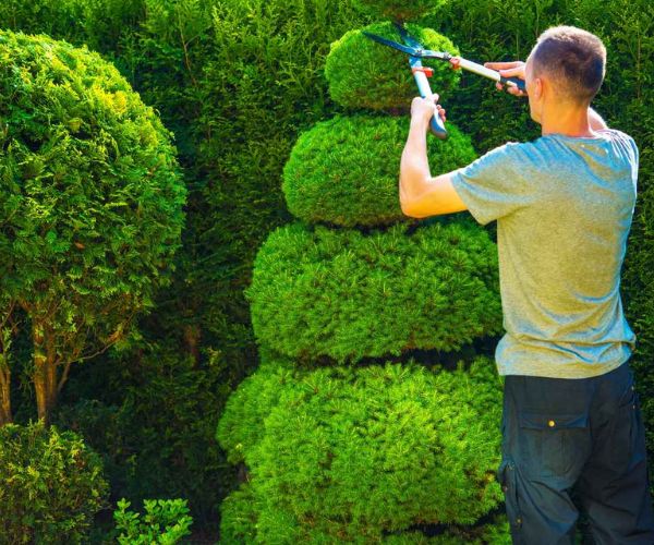 العناية بالاشجار المنزلية