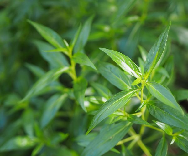 افضل نباتات طاردة للزواحف