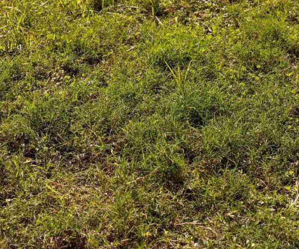 مشاكل العشب الطبيعي وطرق حله