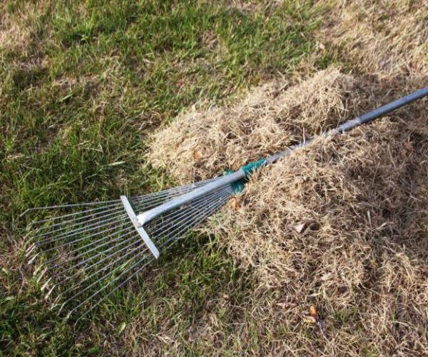 مشاكل العشب الطبيعي وطرق حله