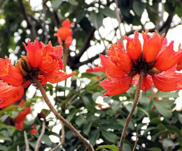 اشجار مزهرة تناسب أجواء الخليج