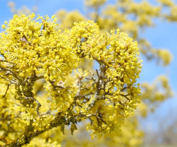 اشجار مزهرة تناسب أجواء الخليج