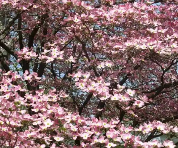 اشجار مزهرة تناسب أجواء الخليج