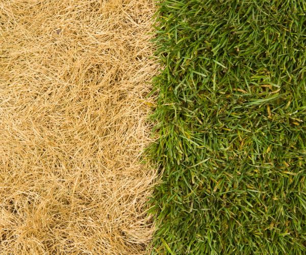 اسباب اصفرار العشب الطبيعي