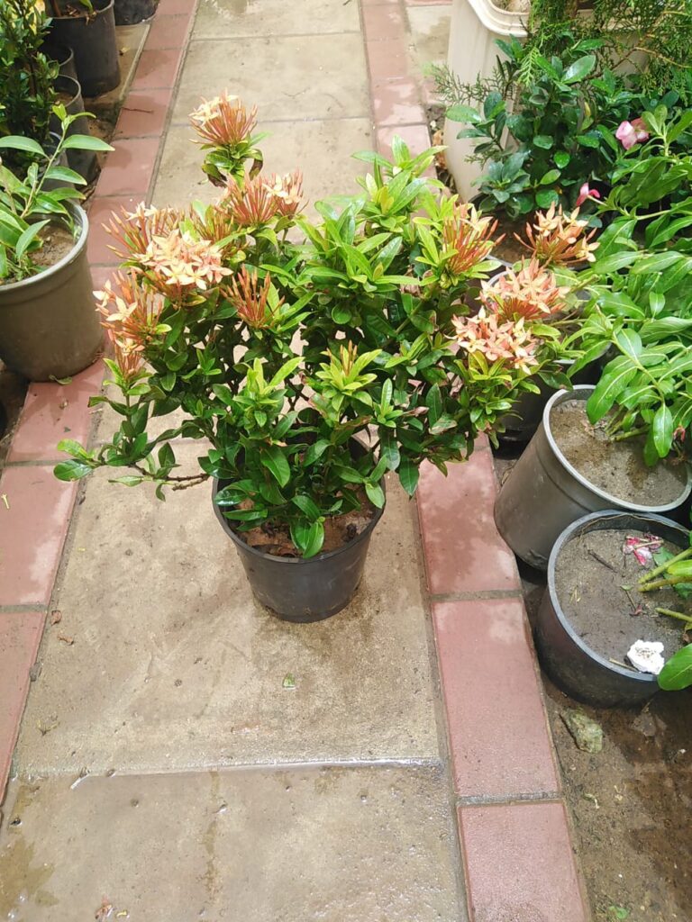 أشجار ونباتات الرياض