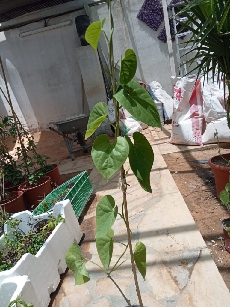 أشجار ونباتات الرياض