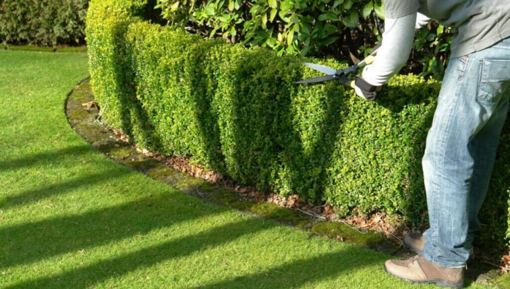 خدمة تنظيف وتنسيق الحدائق