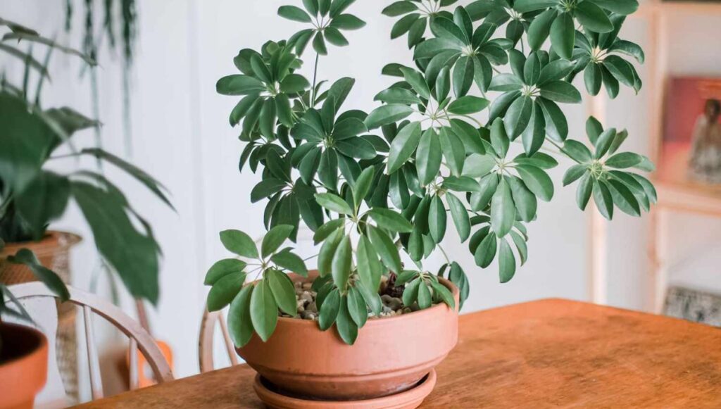 أنواع من الاشجار المنزلية