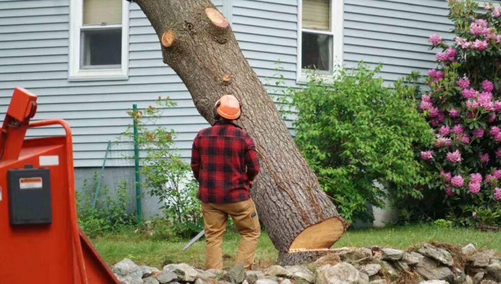 خدمات شركة ازالة الأشجار