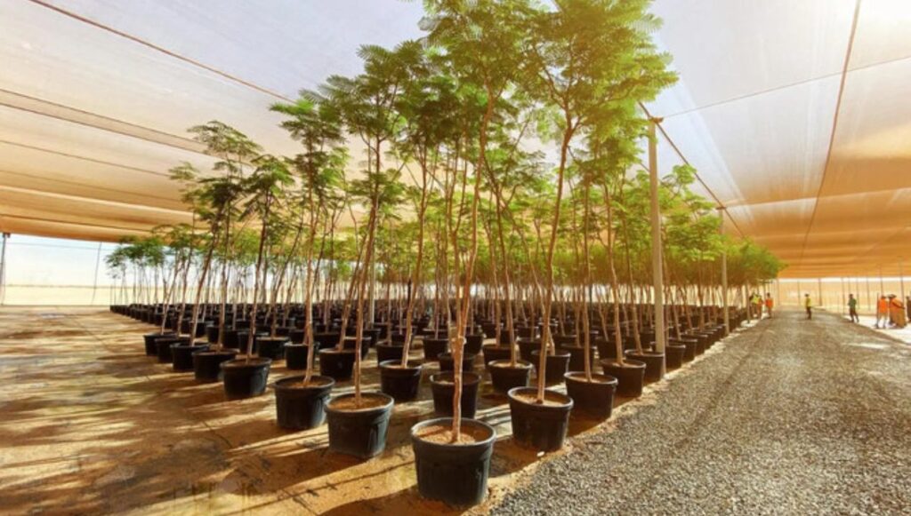 أشجار الظل للمنازل في السعودية