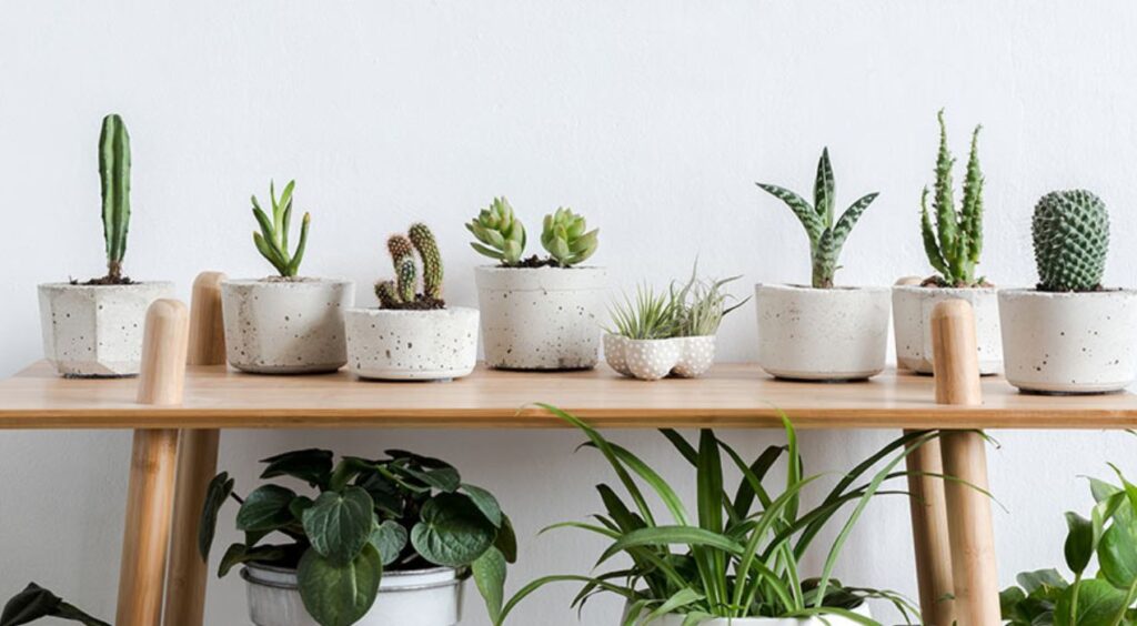 كيفية العناية بالنباتات المنزلية