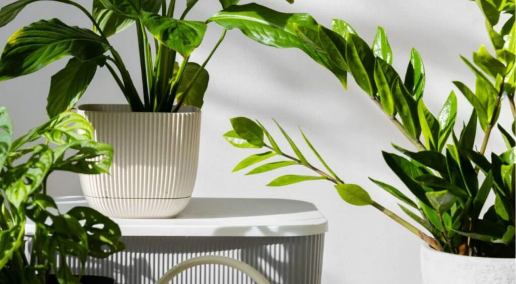 نباتات تتحمل حر الرياض