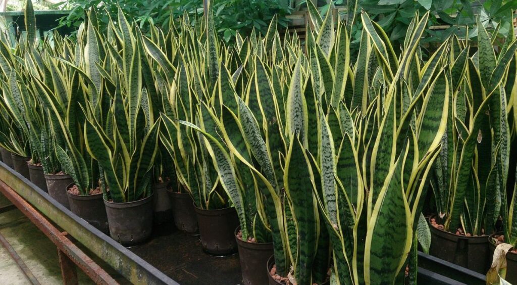 نباتات طاردة للثعابين