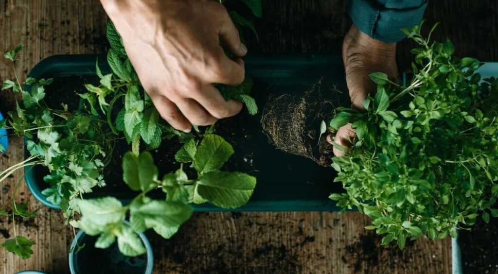 نباتات عطرية تزرع في الحديقة المنزلية