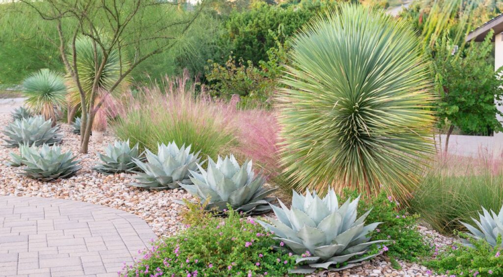 تنسيق حدائق صحراوية