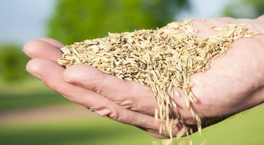 وقت لزراعة النجيل الطبيعي (الثيل)