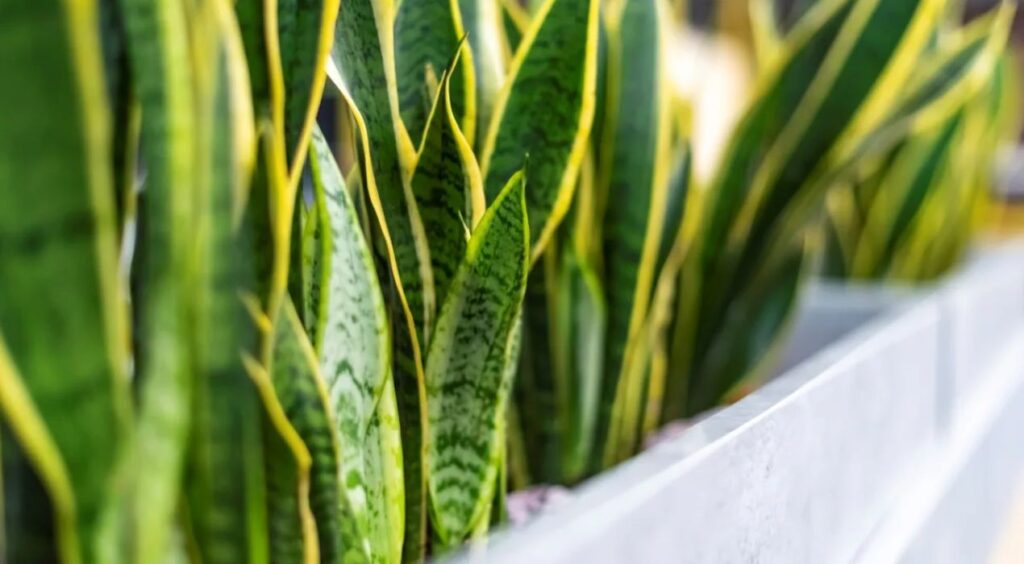 افضل نباتات طاردة للزواحف