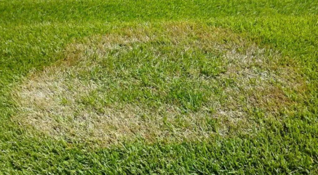 مشاكل العشب الطبيعي وطرق حله