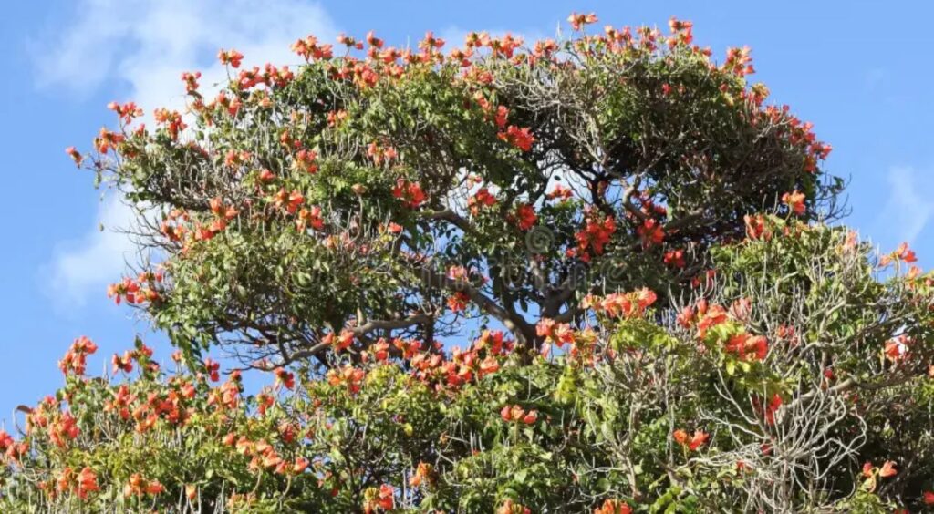 اشجار مزهرة تناسب أجواء الخليج